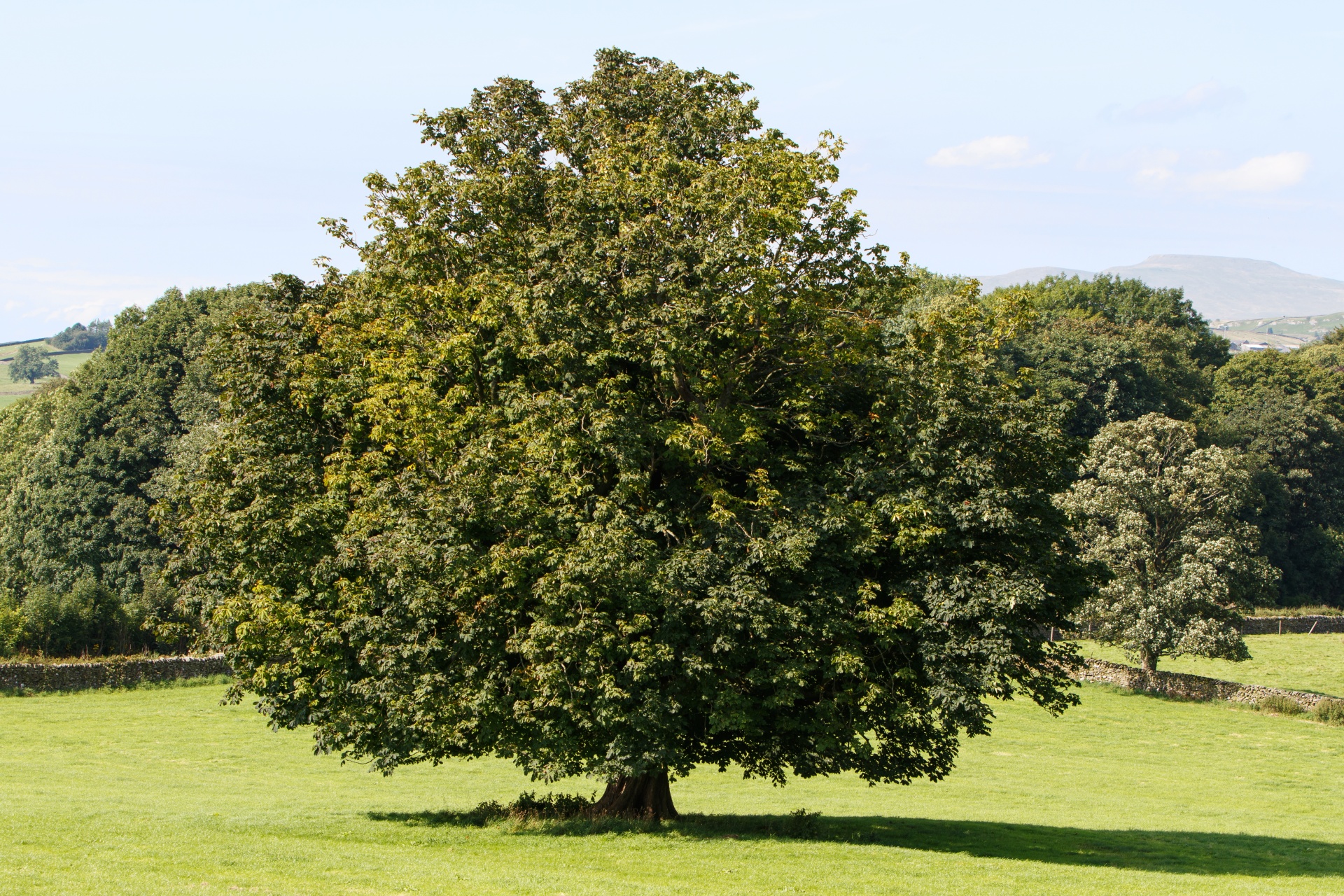 tree summer landscape free photo