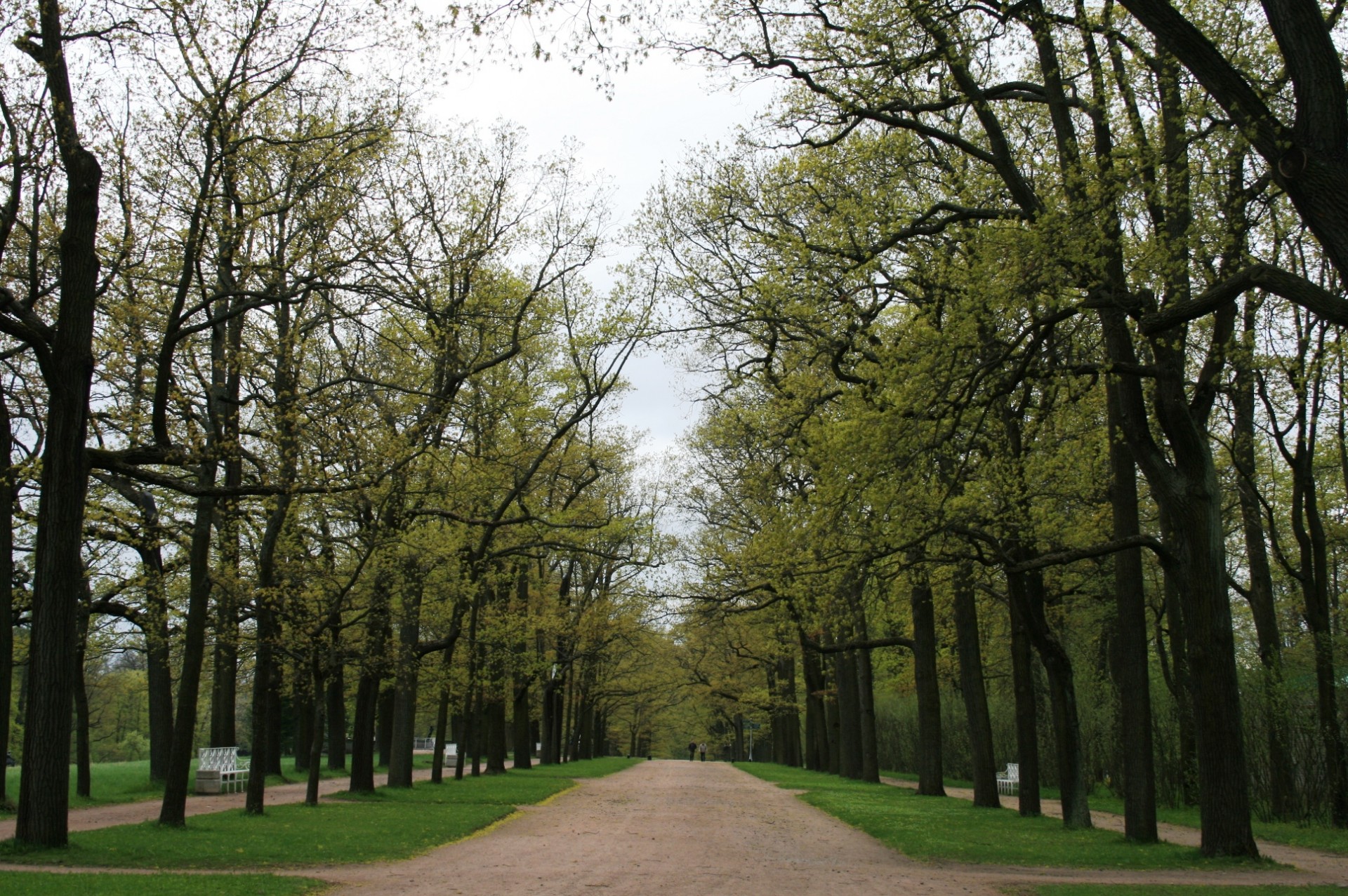 lane trees green free photo