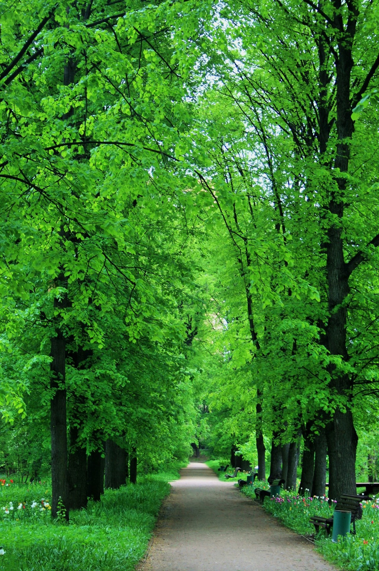 lane trees tall free photo