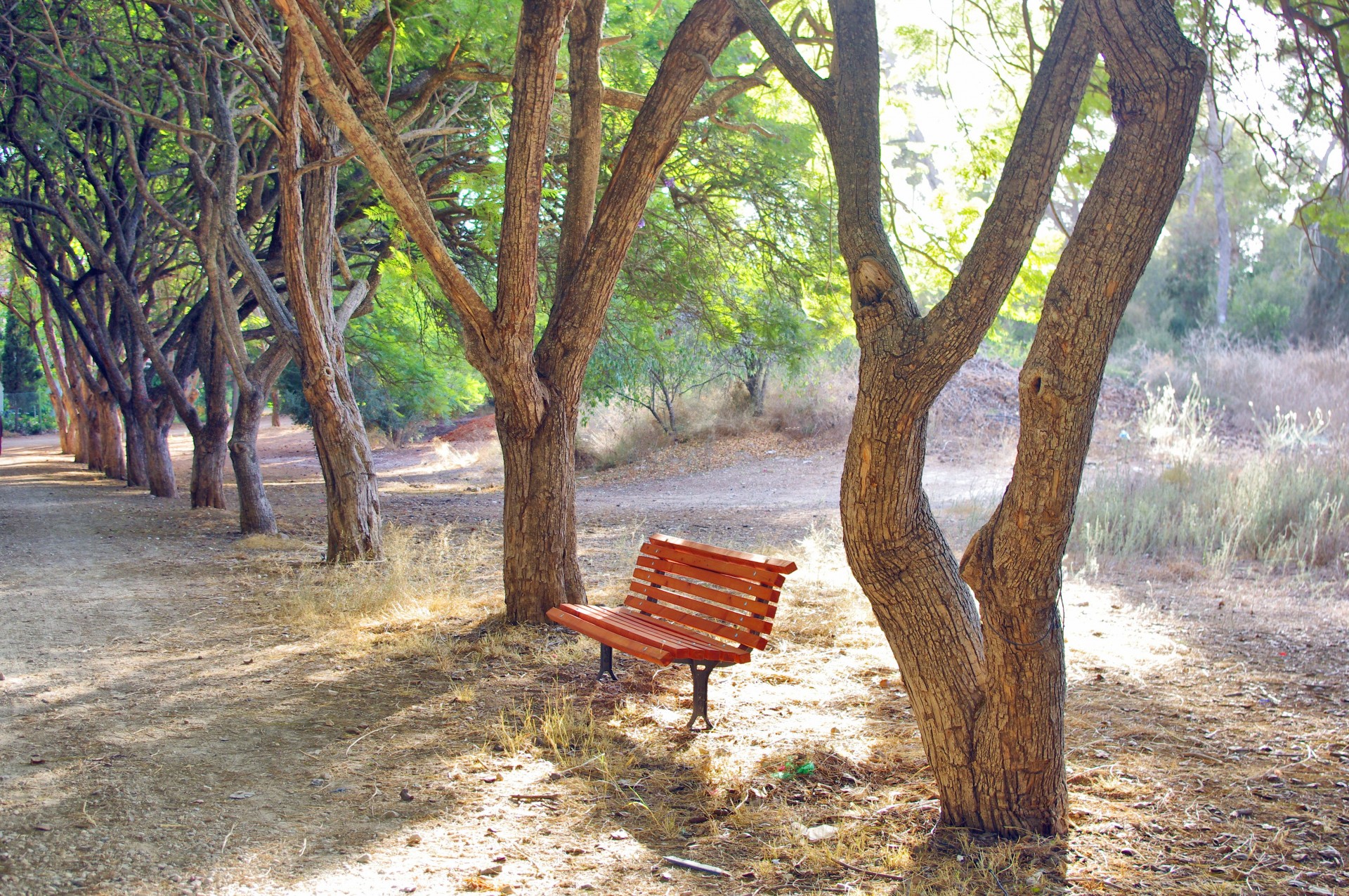 tree lane bench free photo