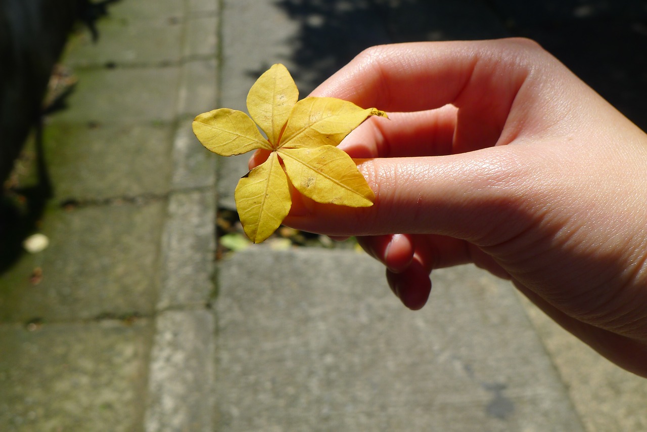 tree leaf hand sunshine free photo