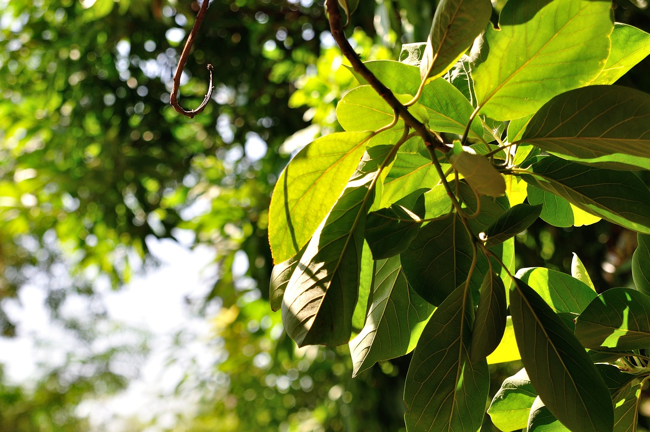 tree leaf green light plant free photo