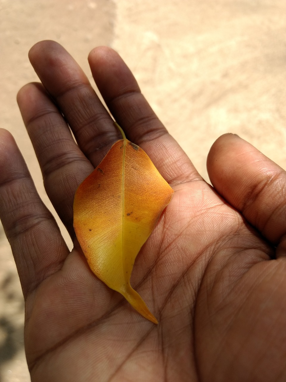 tree leave nature leaf free photo