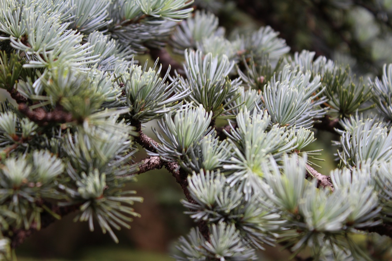 evergreen pine tree tree leaves free photo