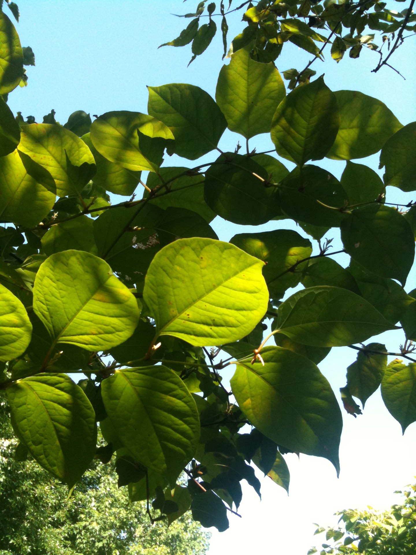 nature trees green free photo