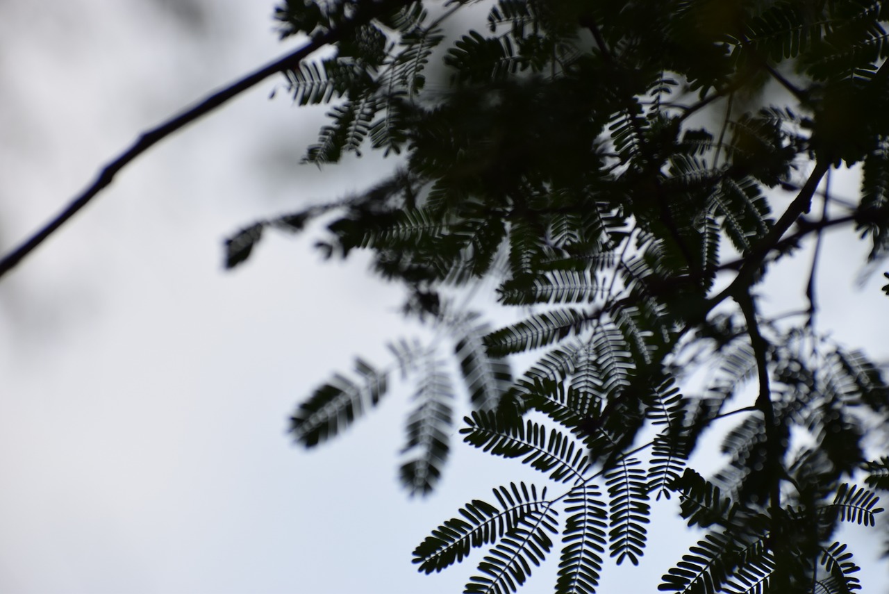 tree leaves shadow dark and green free photo