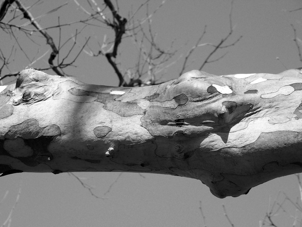 tree limb branch free photo