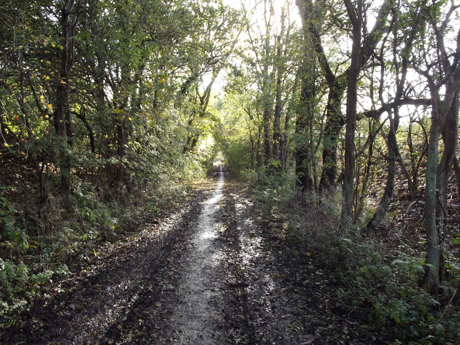 trees meadows dirt free photo