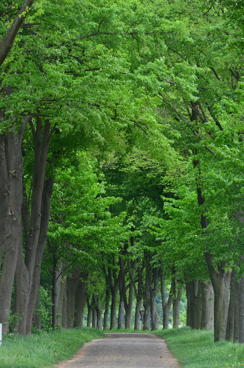 tree lined avenue forest avenue free photo
