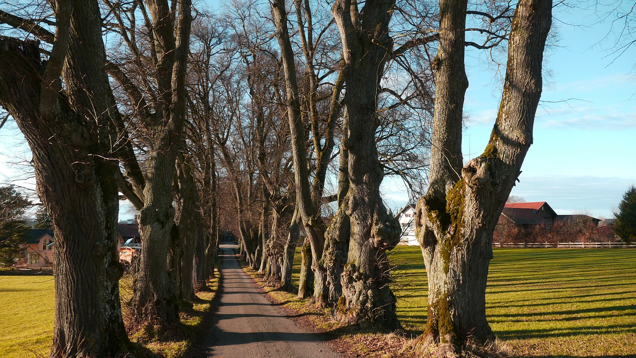 tree lined avenue marktoberdorf trees free photo