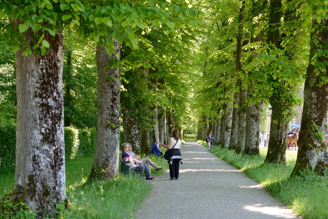 tree lined avenue human trees free photo