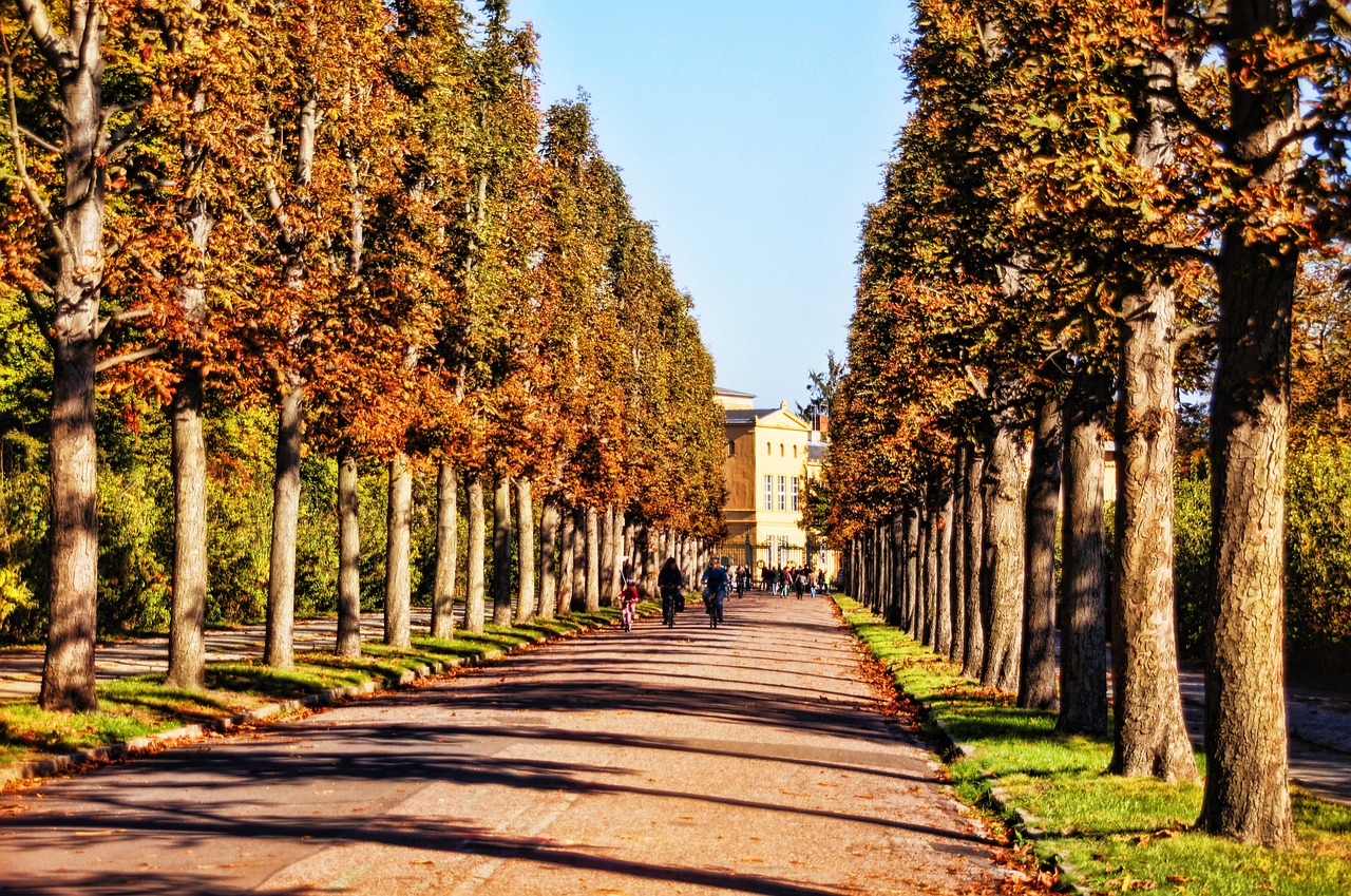 tree lined avenue trees away free photo