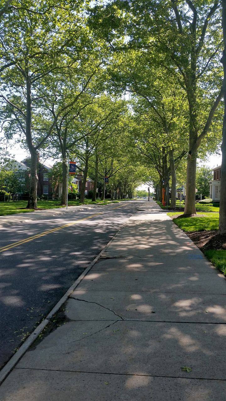 tree-lined street sidewalk road free photo