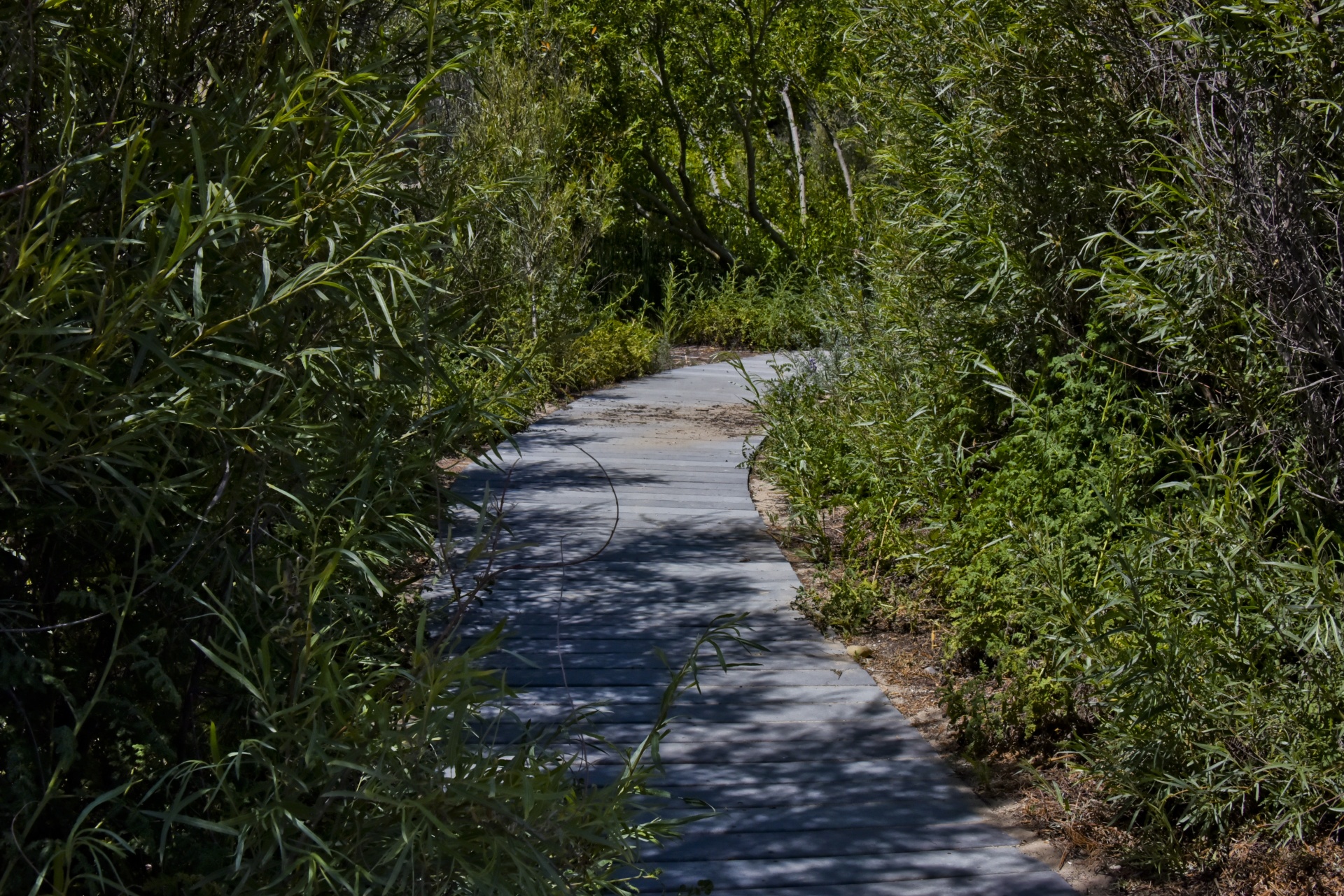 walkway path cement free photo