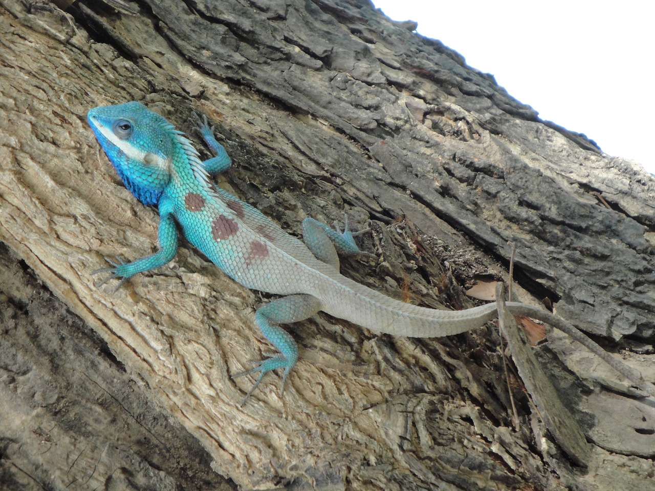 tree lizard animal iguana free photo