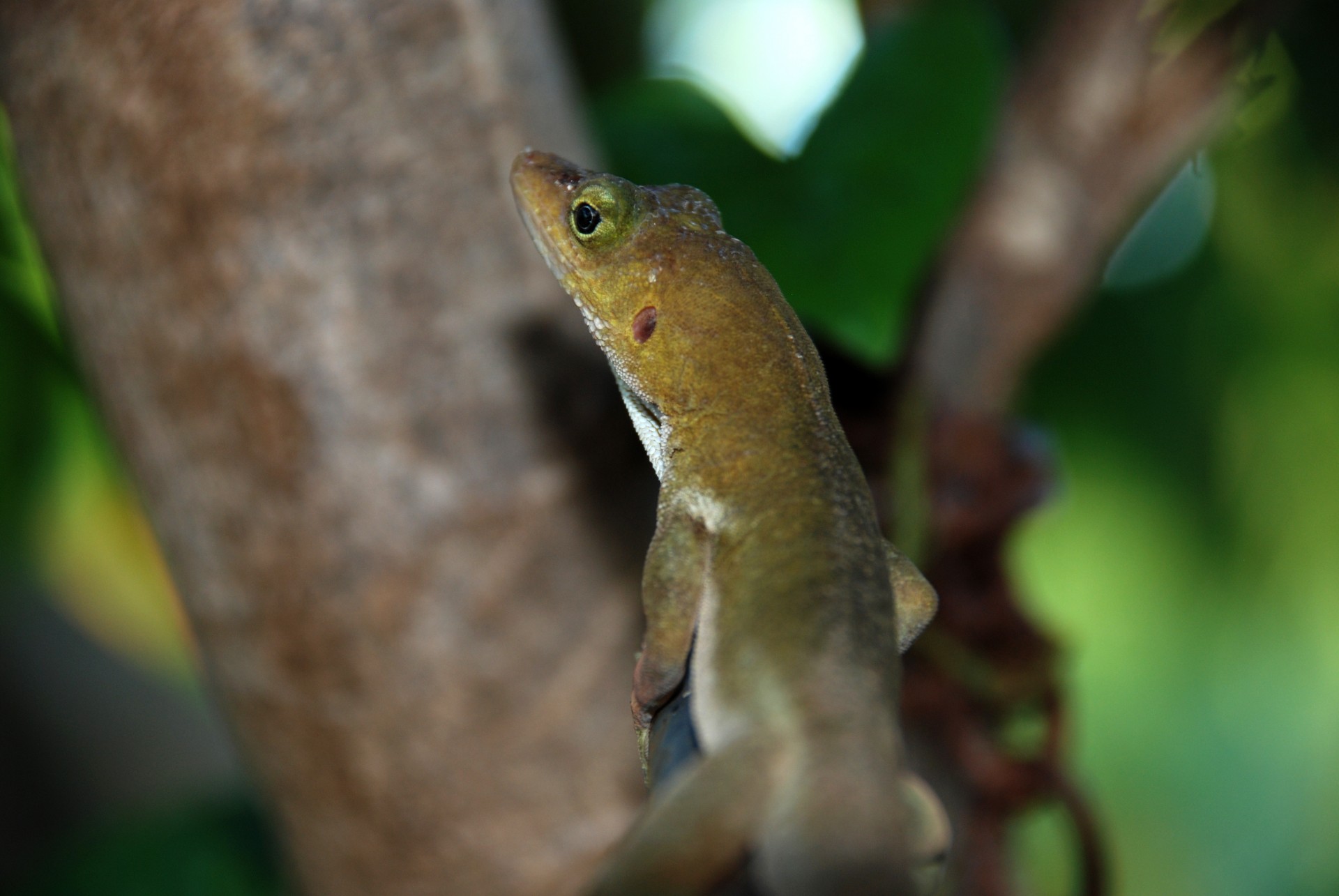 lizard tree reptile free photo