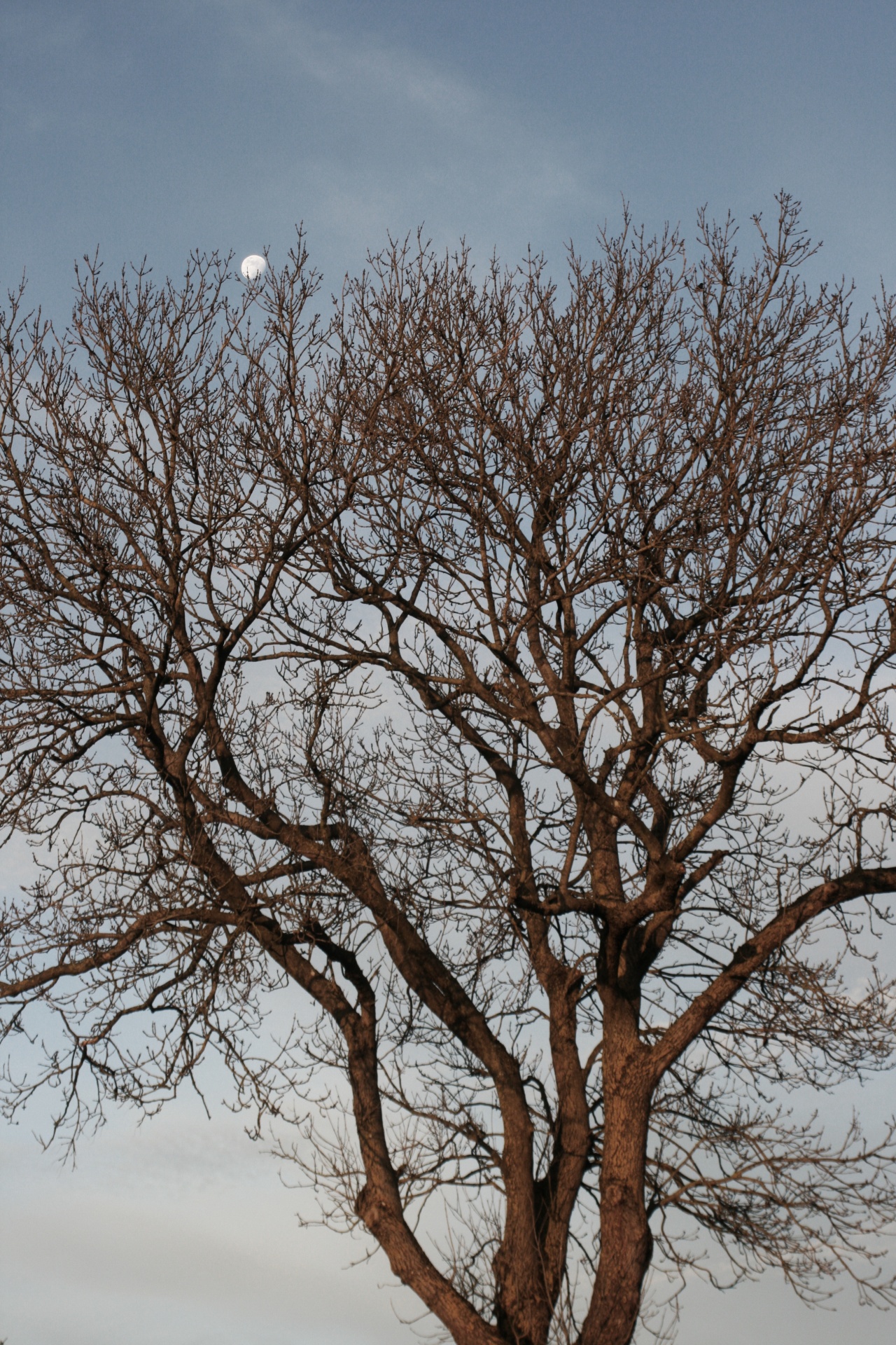 tree moon sky free photo