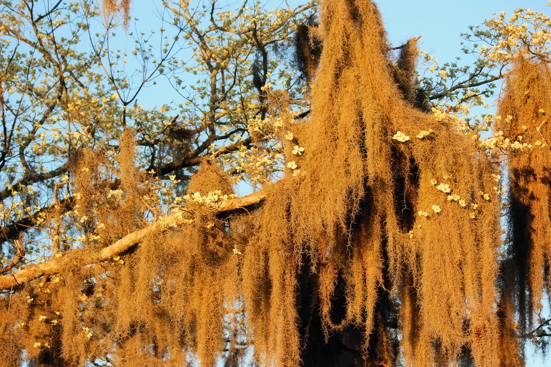 tree moss dogwood free photo