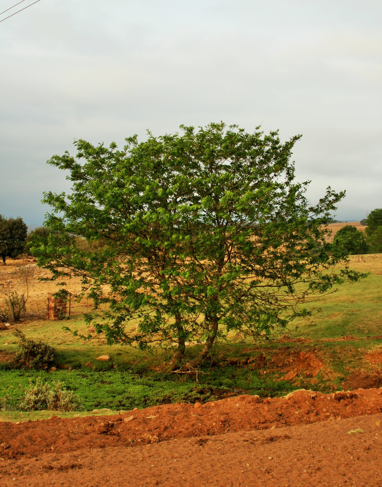 tree green twin free photo