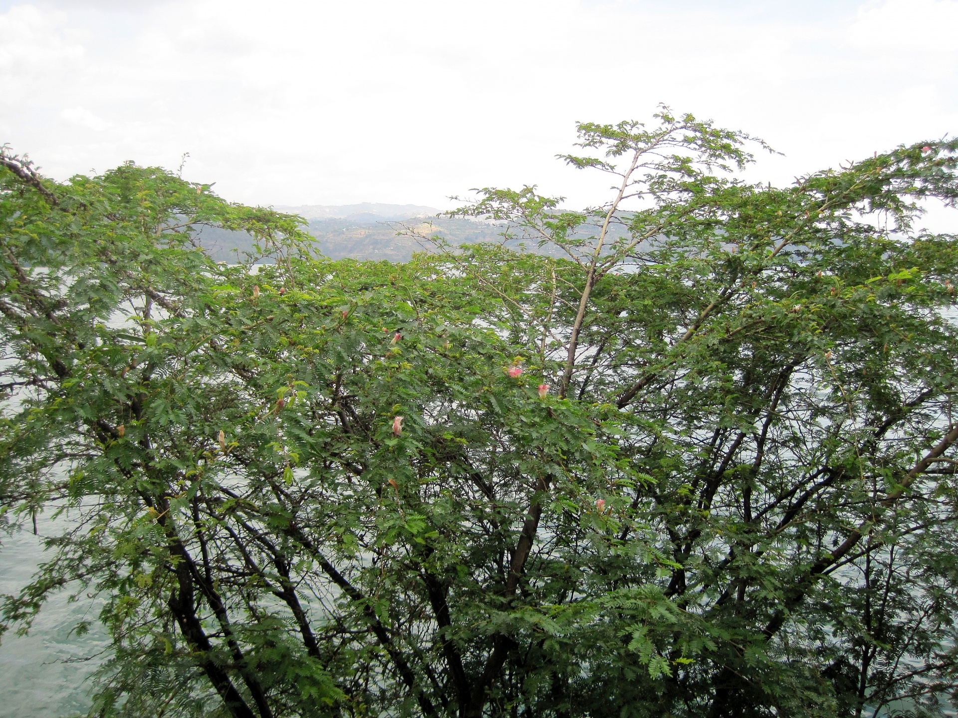 tree boughs green free photo