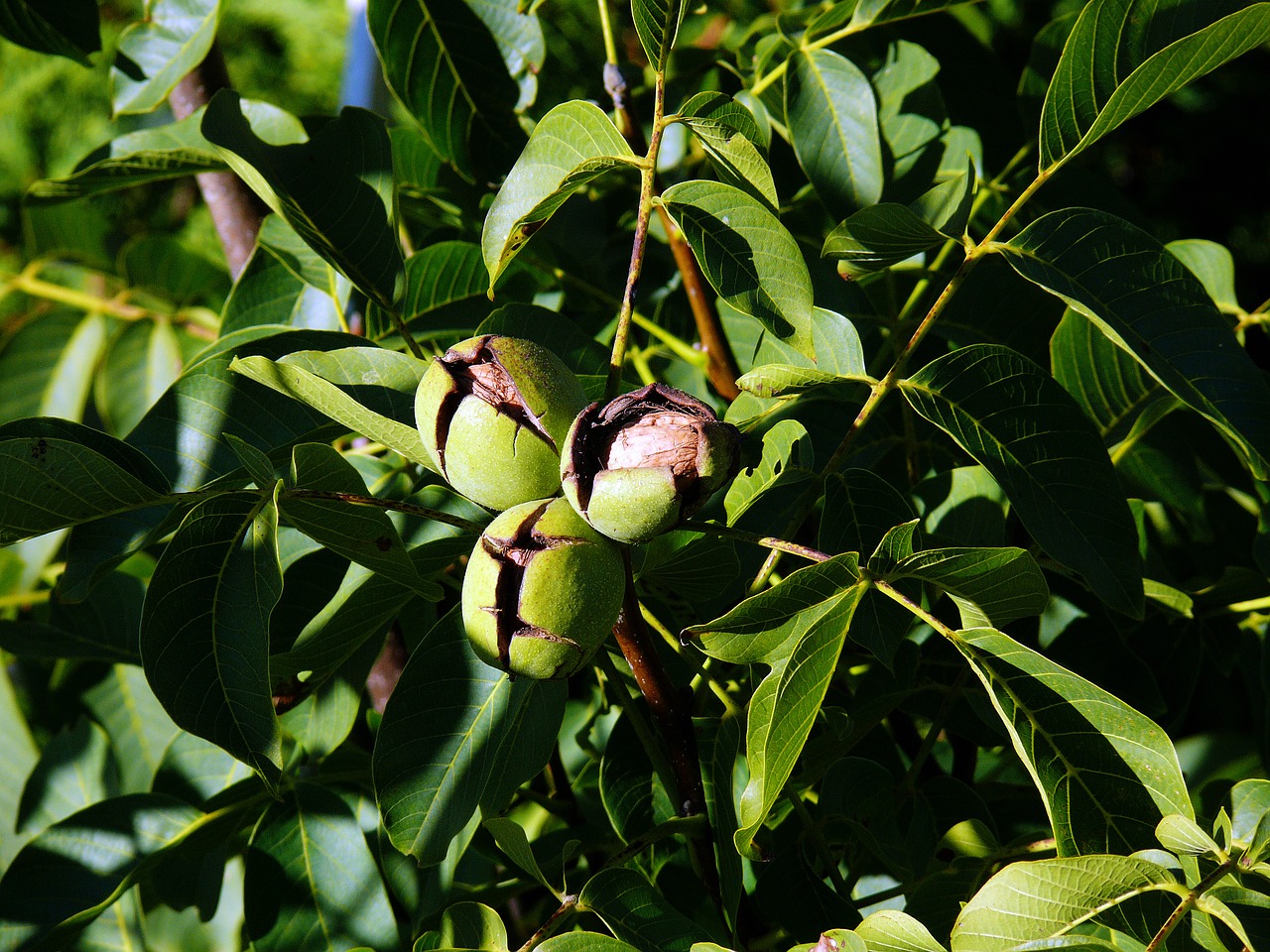 tree nut juglans regia walnut free photo
