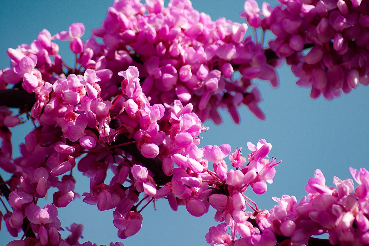 tree of judea cercis siliquastrum pink flowers free photo