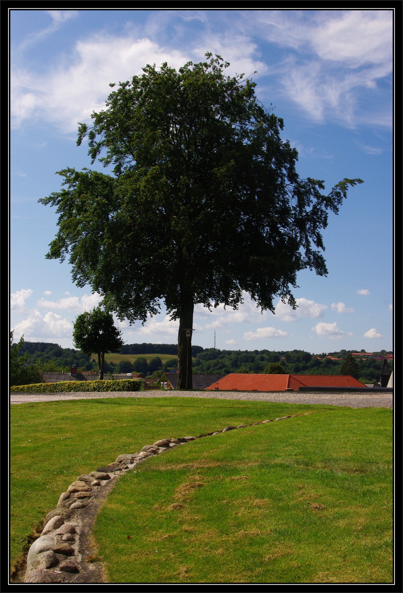 tree blue sky free photo