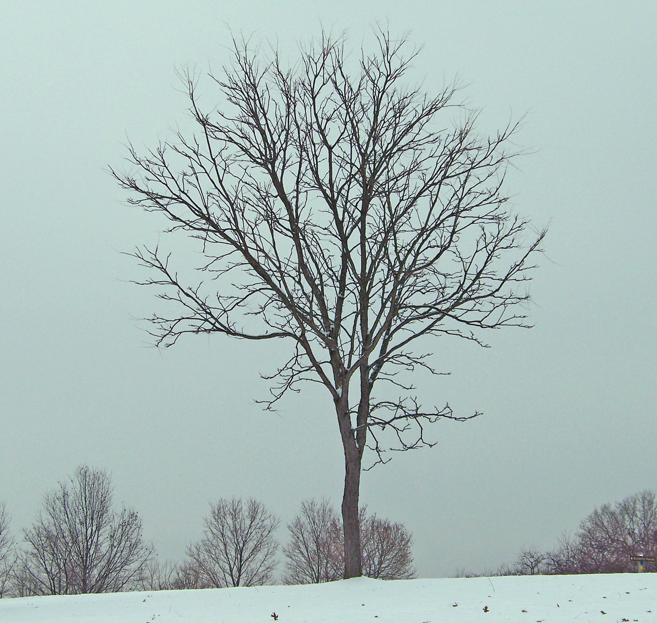 tree snow winter free photo