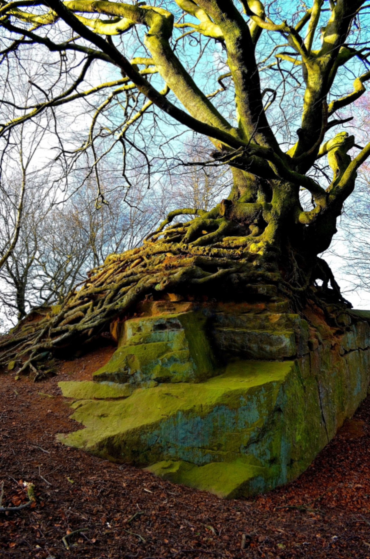 rock stone tree free photo