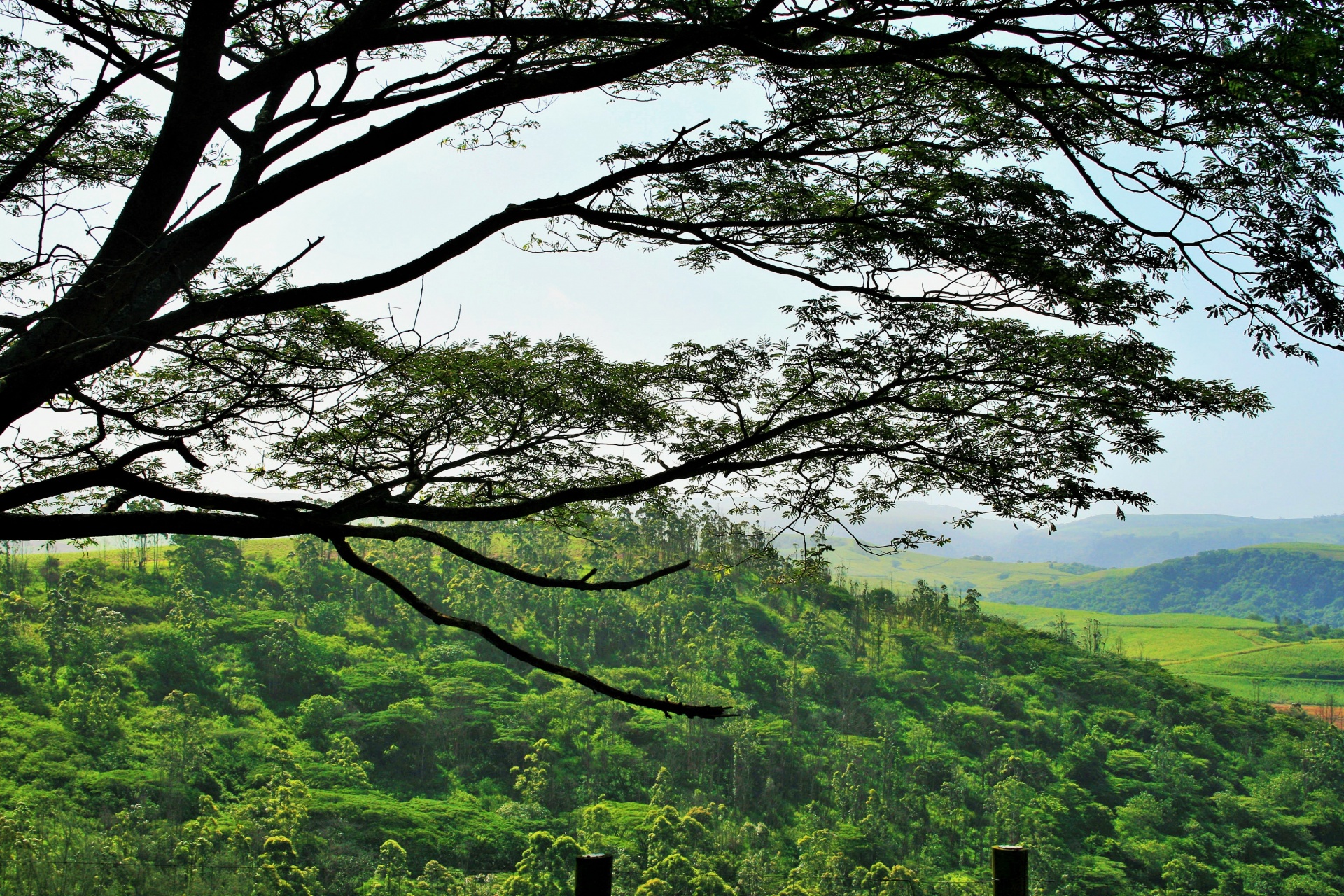 tree branches leaves free photo