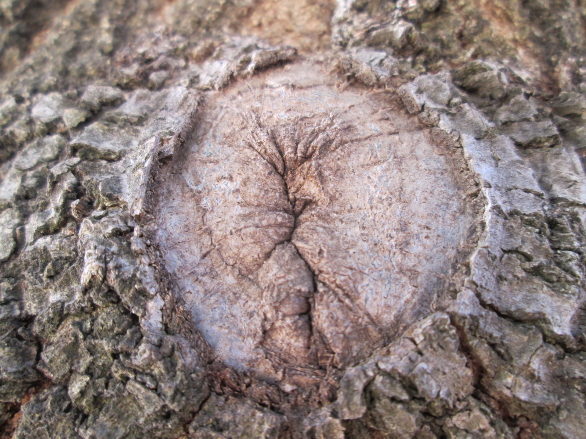 macro wood tree free photo