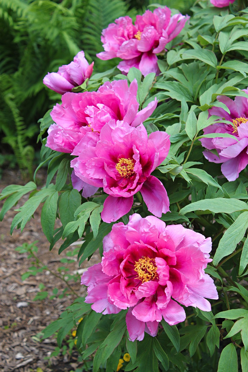 tree peony peony shrub free photo