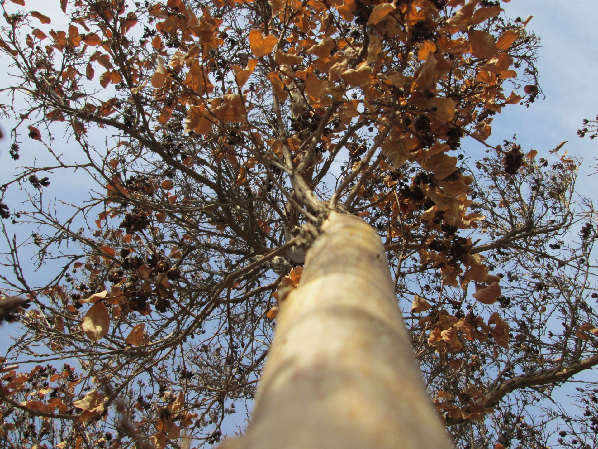 plant perspective angle free photo