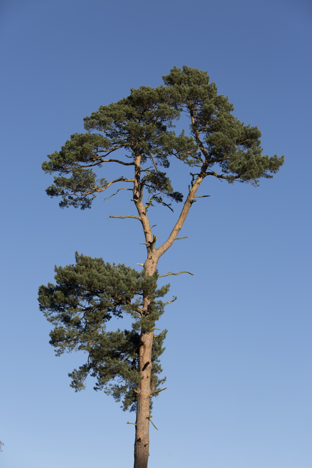 tree field outdoor free photo