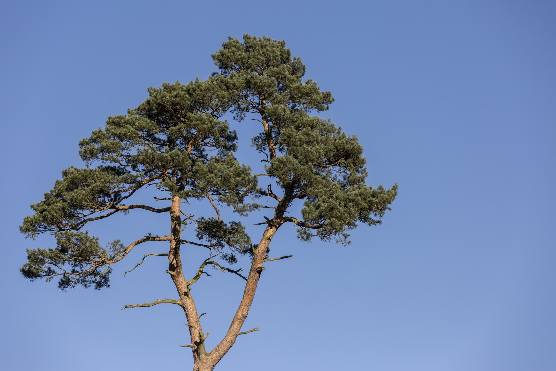 tree field outdoor free photo