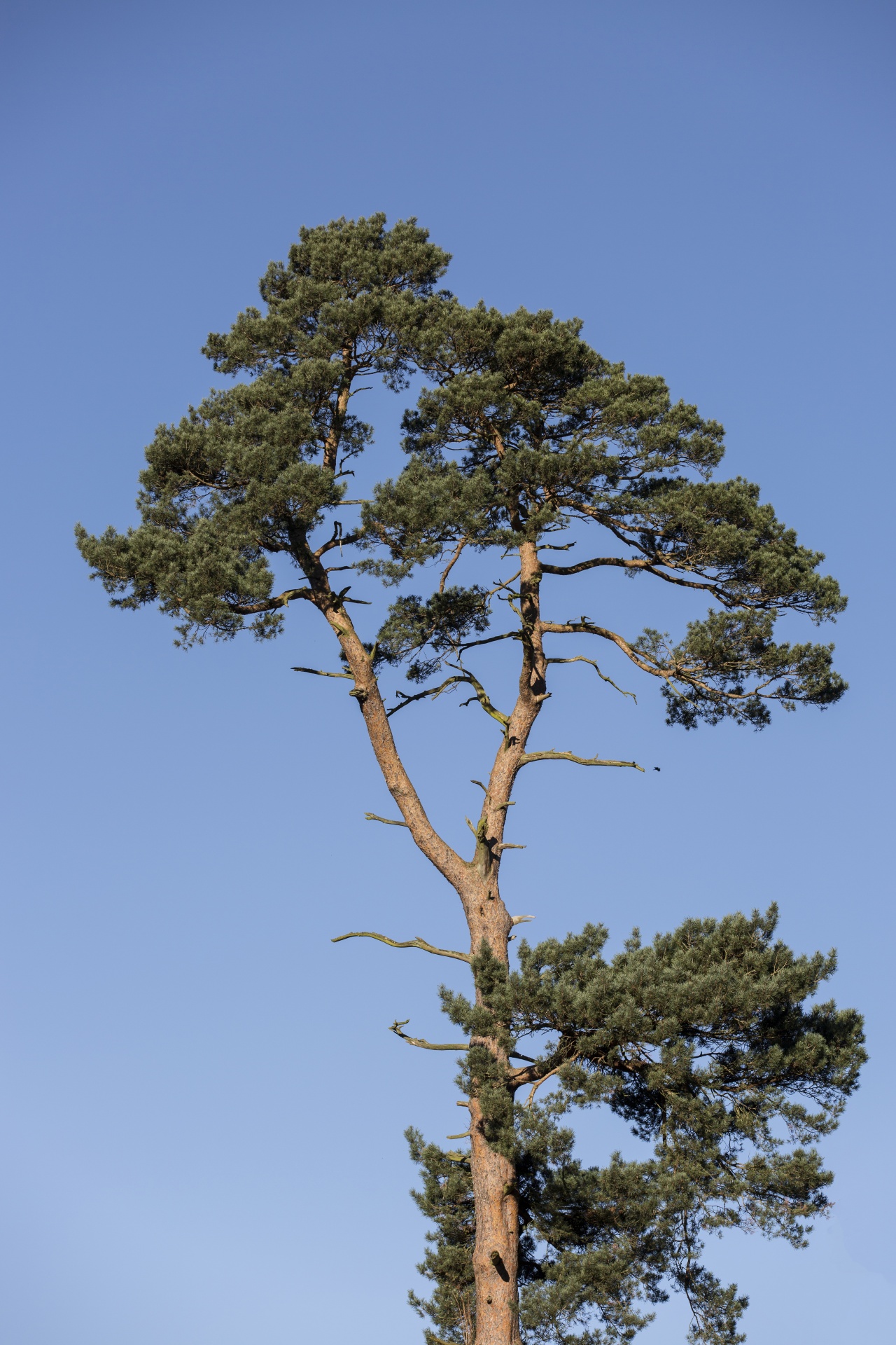 tree field outdoor free photo