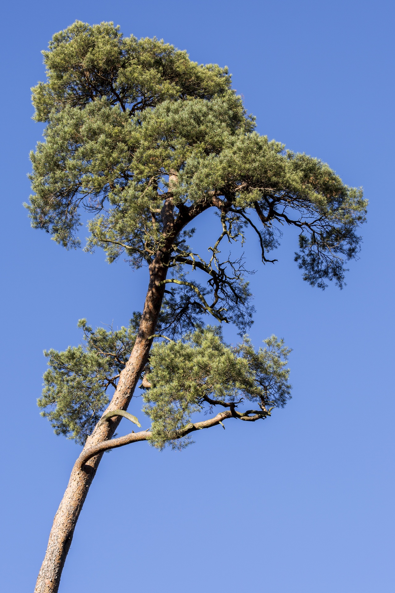 tree field outdoor free photo