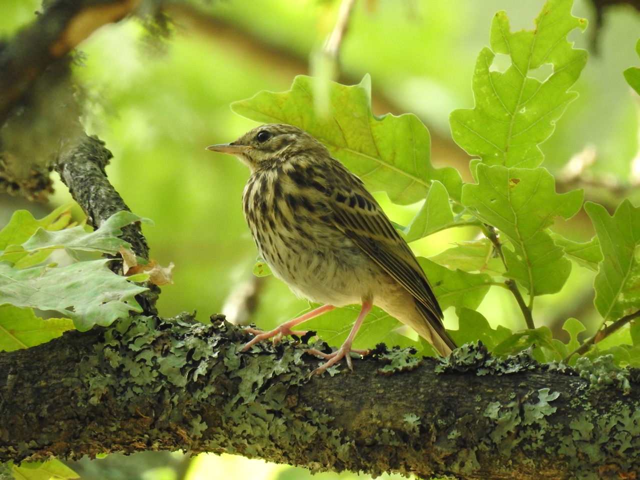 tree pipit  forest  bird free photo