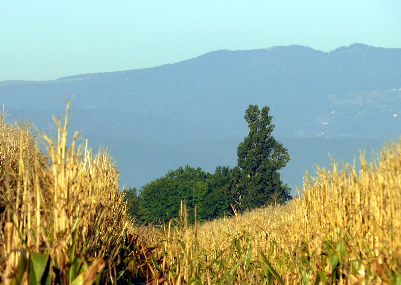 tree rabbit nature corn free photo