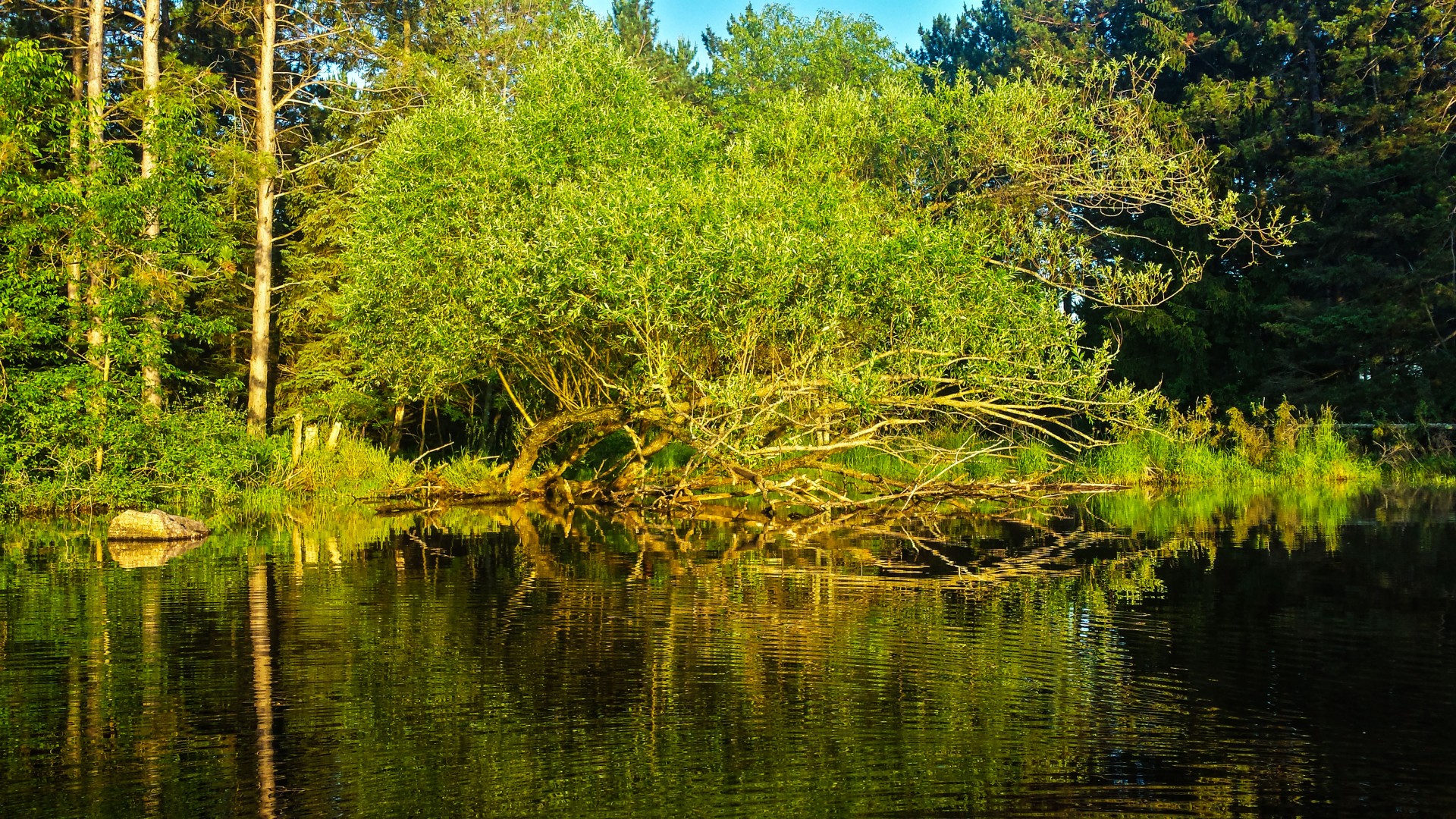 tree reflection tree reflection free photo