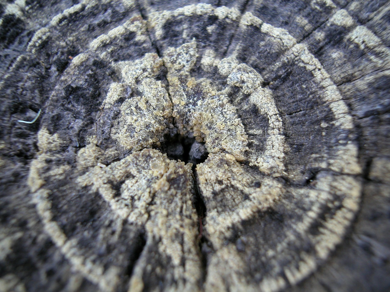 tree ring age wood free photo