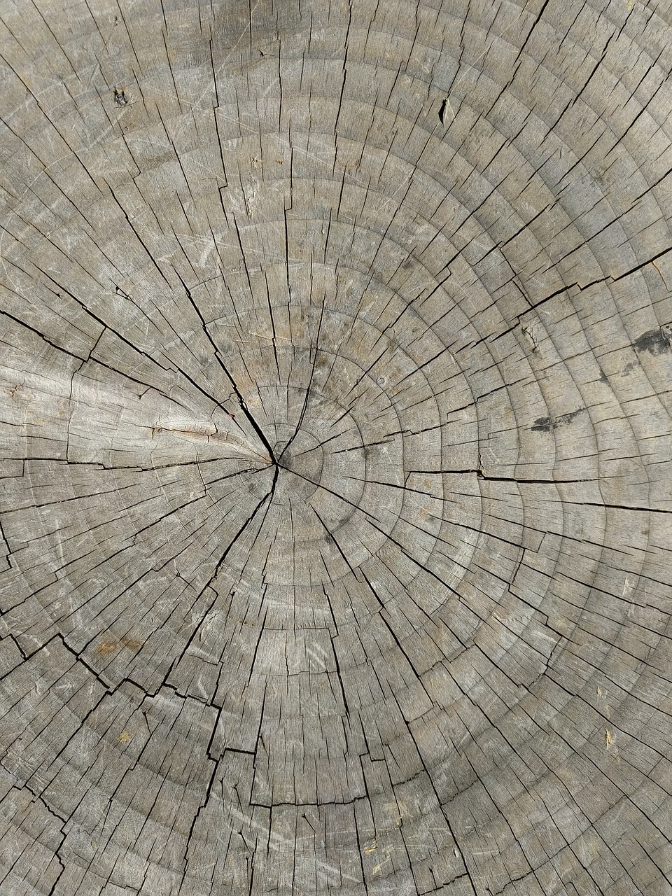 tree rings wood stump free photo