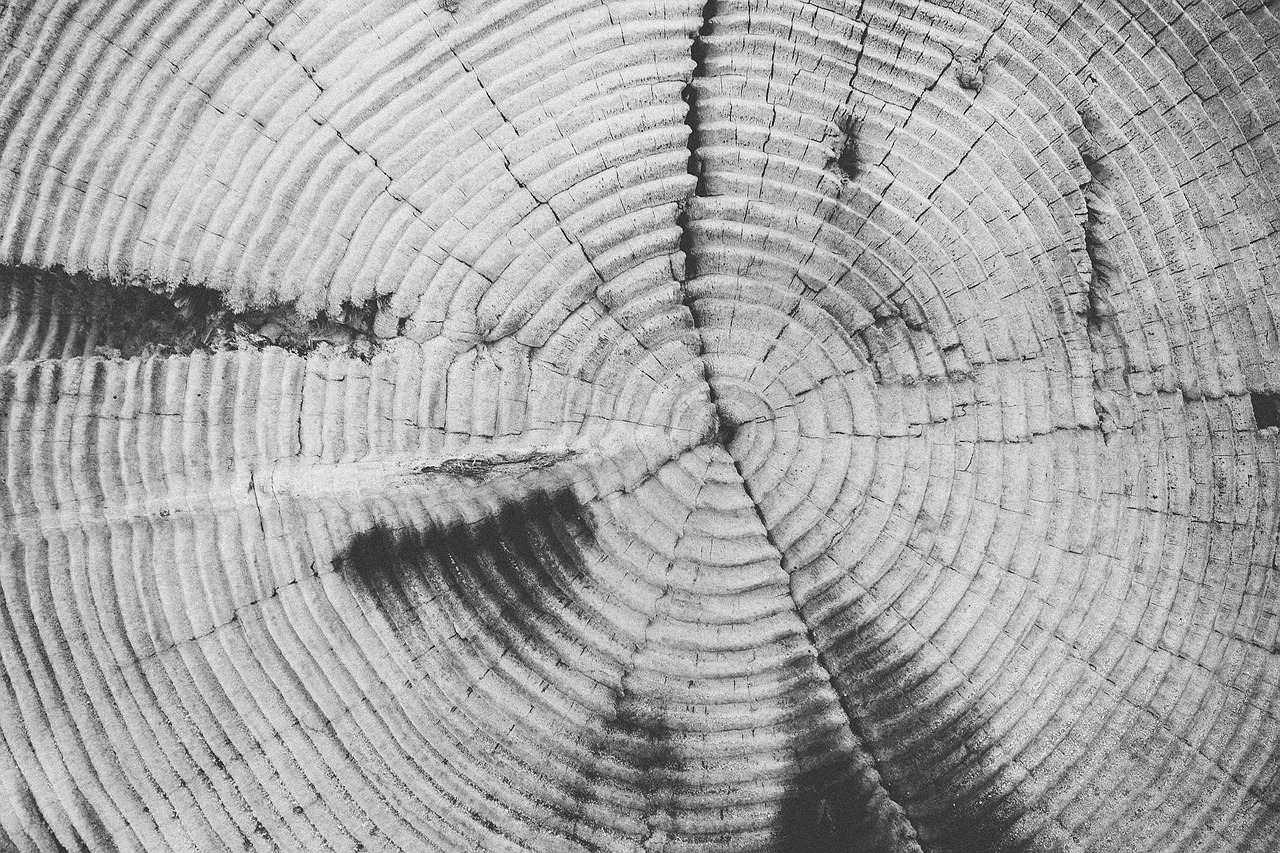 tree-rings annulus annual rings free photo