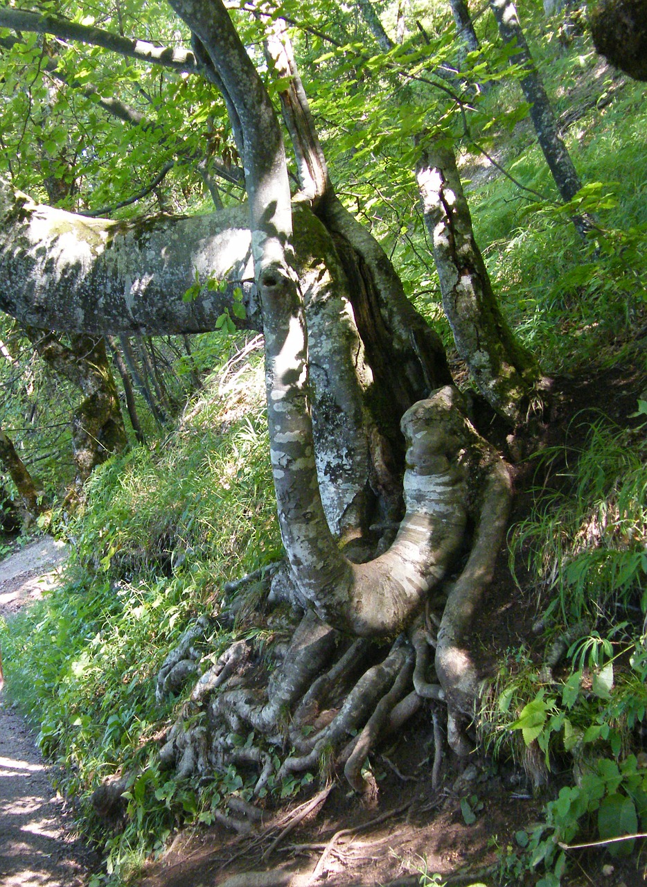 tree root tree rooted free photo