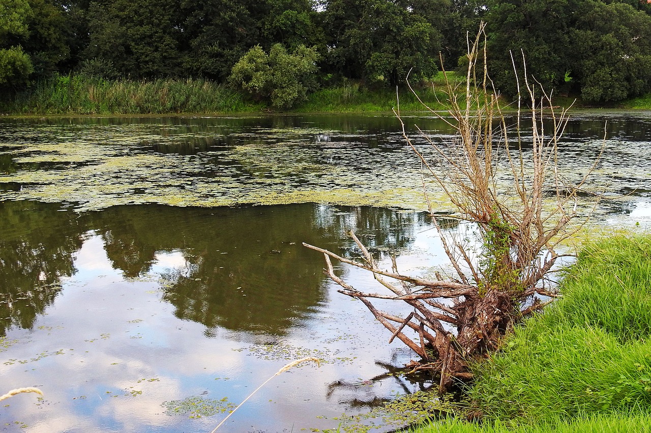 download-free-photo-of-landscape-tree-root-root-pond-water-from