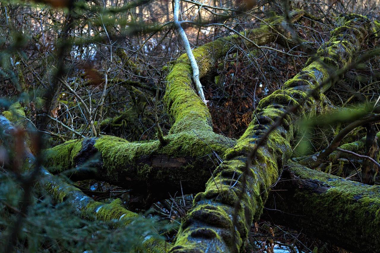 tree root moss overgrown free photo