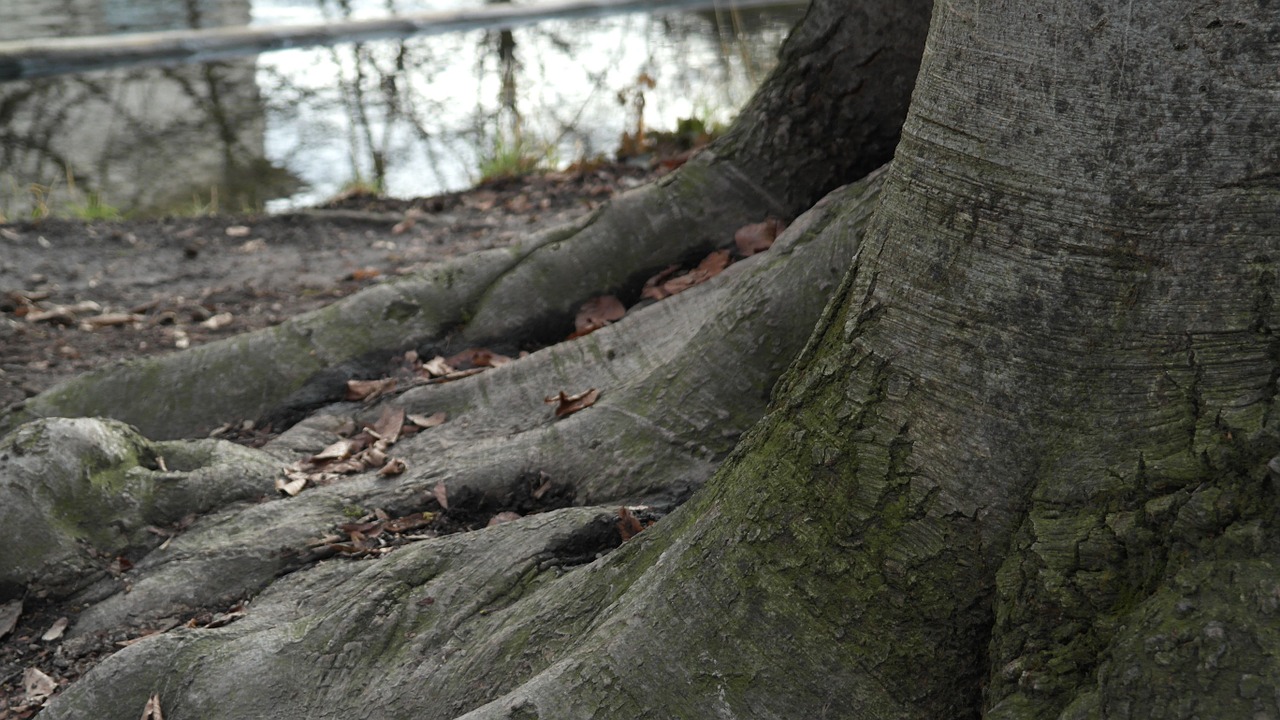 tree root root tree free photo