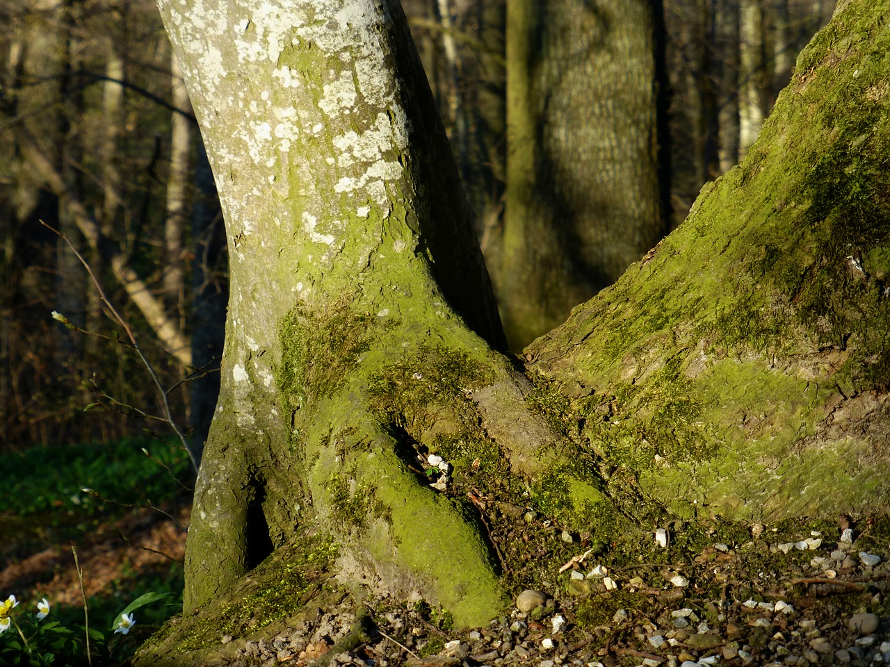 tree root  overgrown  log free photo