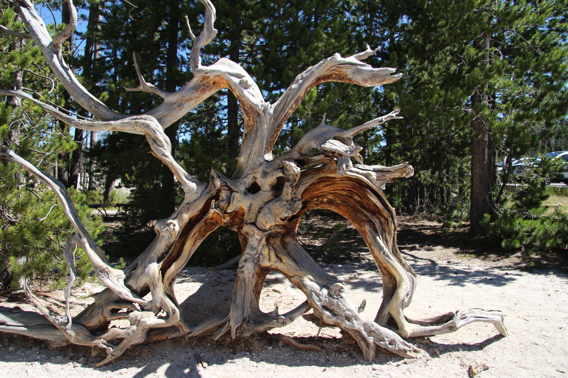tree root dried free photo
