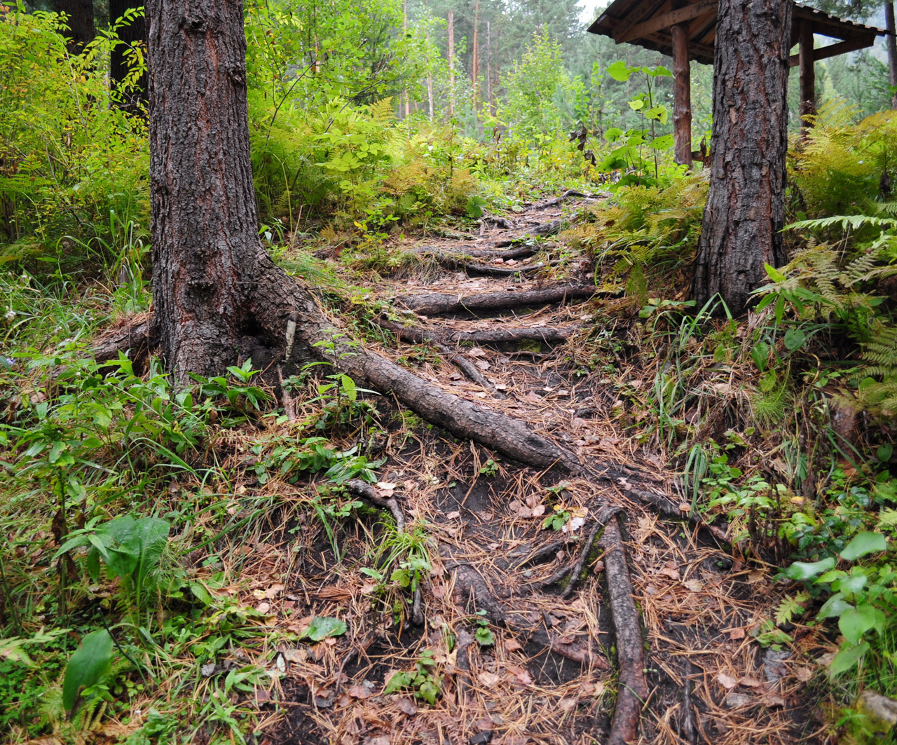 roots path forest free photo